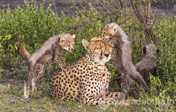 Fotoğrafta gizlenen leoparı görebiliyor musunuz?