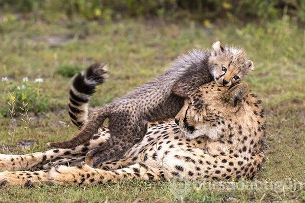 Fotoğrafta gizlenen leoparı görebiliyor musunuz?
