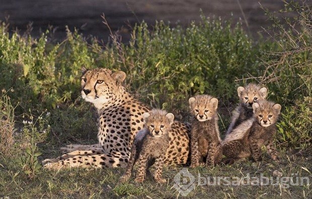 Fotoğrafta gizlenen leoparı görebiliyor musunuz?