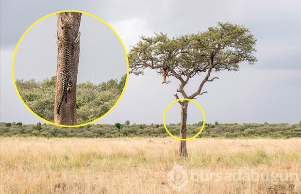 Fotoğrafta gizlenen leoparı görebiliyor musunuz?