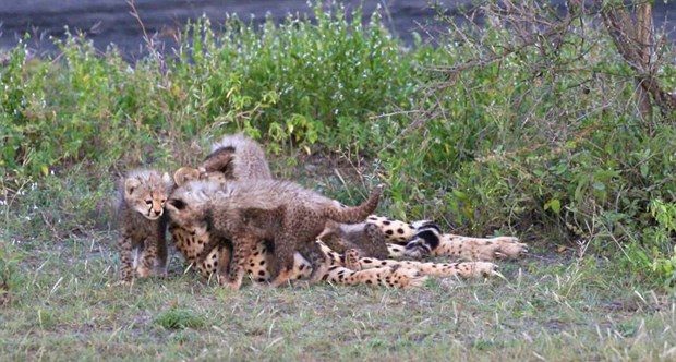 Fotoğrafta gizlenen leoparı görebiliyor musunuz?