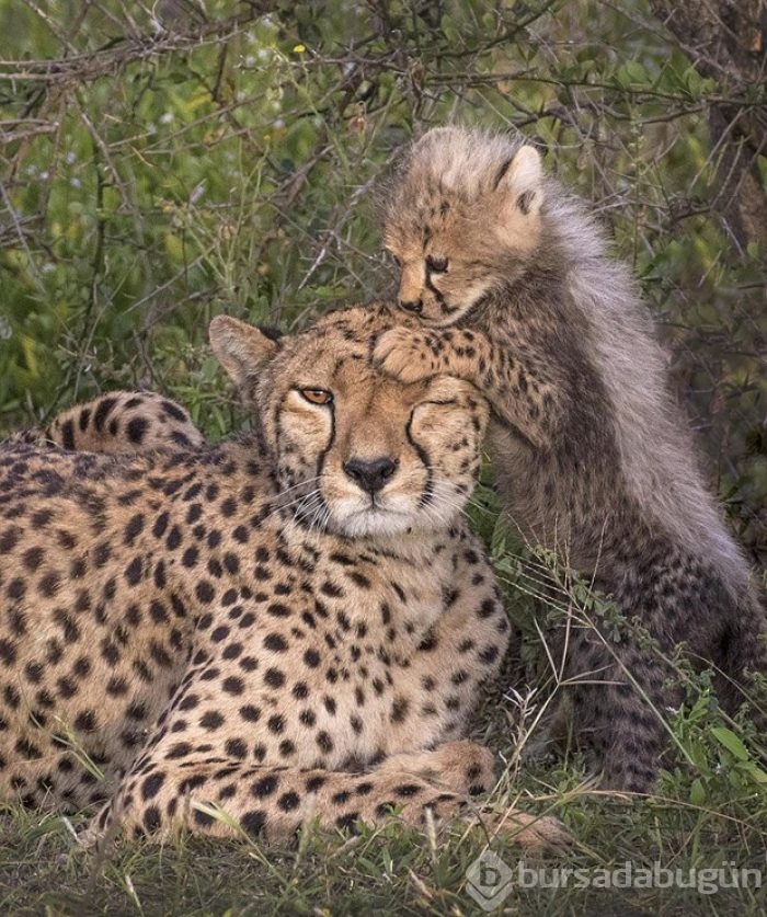 Fotoğrafta gizlenen leoparı görebiliyor musunuz?