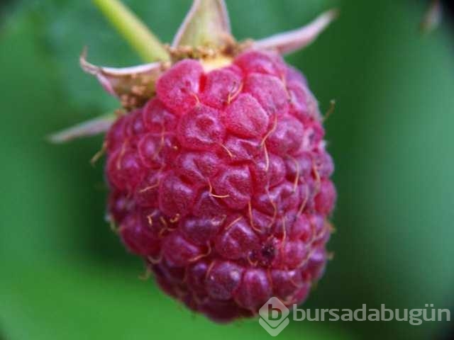 Ahududunun bilinmeyen yararları
