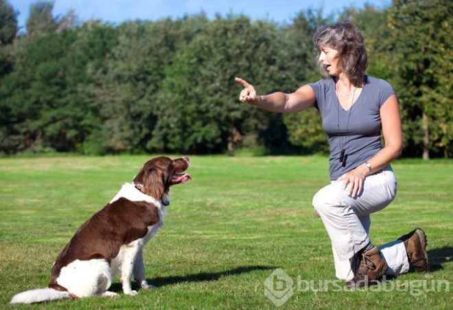 Saldırgan köpeklere karşı yapılması gerekenler