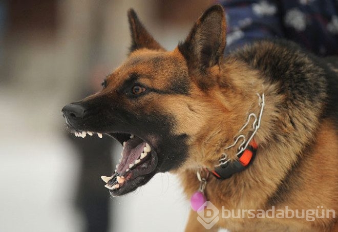 Saldırgan köpeklere karşı yapılması gerekenler
