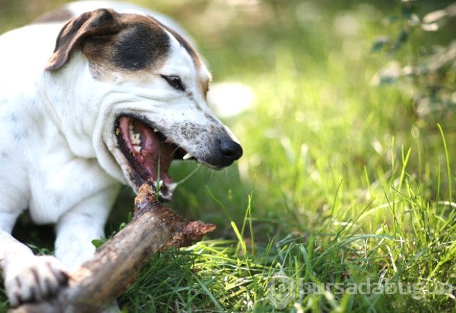 Saldırgan köpeklere karşı yapılması gerekenler