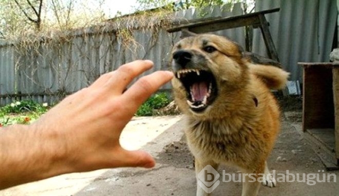 Saldırgan köpeklere karşı yapılması gerekenler