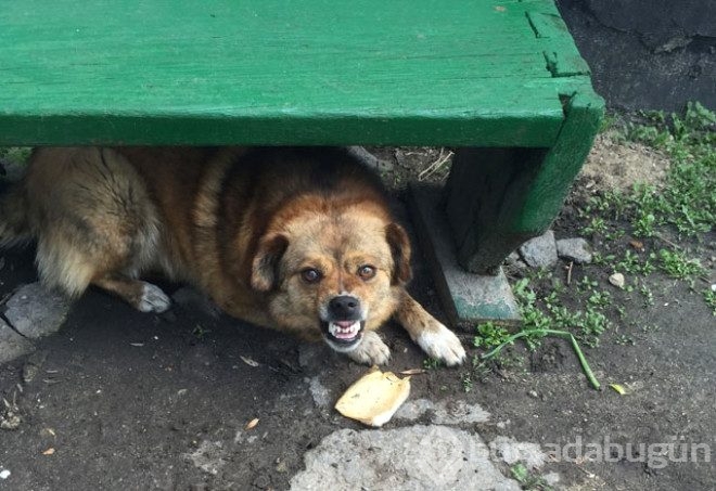 Saldırgan köpeklere karşı yapılması gerekenler