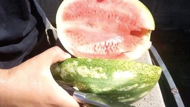 Erimiş bakırı karpuza dökünce bakın neler oldu