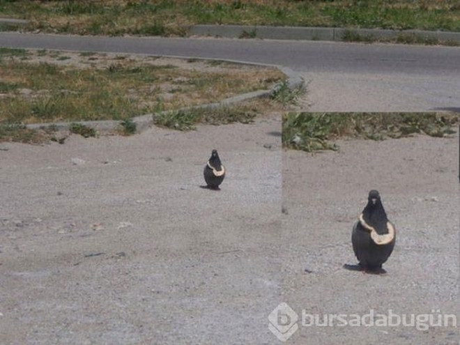 Sosyal medyada karşılaşabileceğiniz absürt fotoğraflar