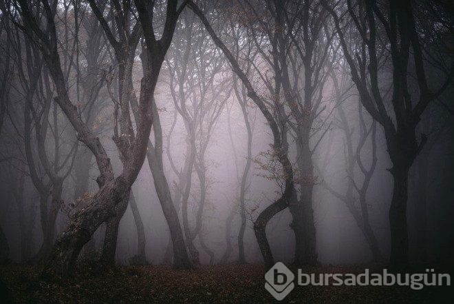 Yeryüzünün en korkunç 5 ormanı