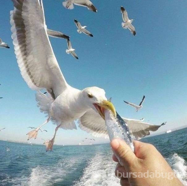 Bakmaya doyamayacağınız fotoğraflar