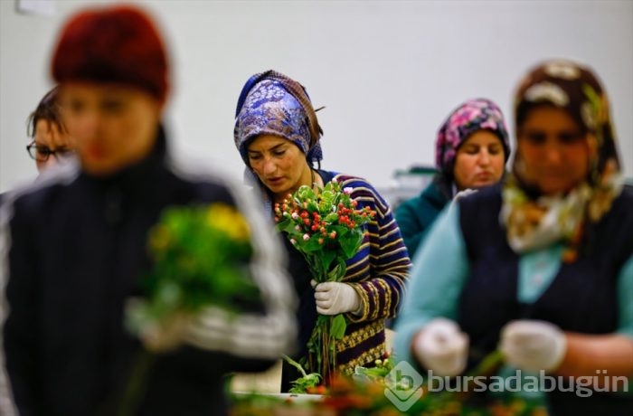 Türkiye'nin 'Çiçek'açan şehri