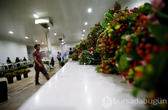Türkiye'nin 'Çiçek'açan şehri