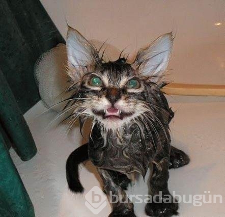 Kediler banyo yaparsa