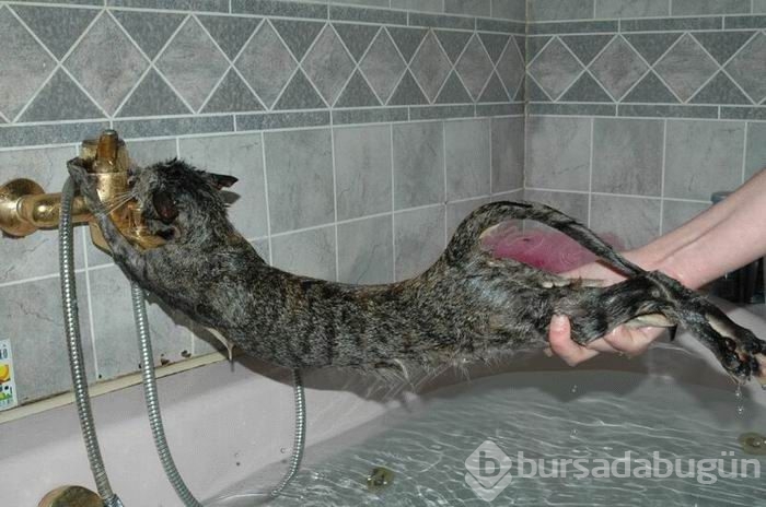 Kediler banyo yaparsa