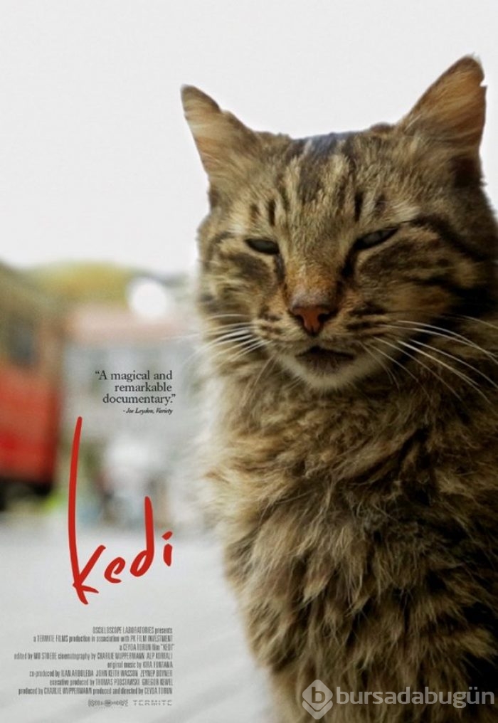 Türkiye'de en çok merak edilen filmler ve diziler