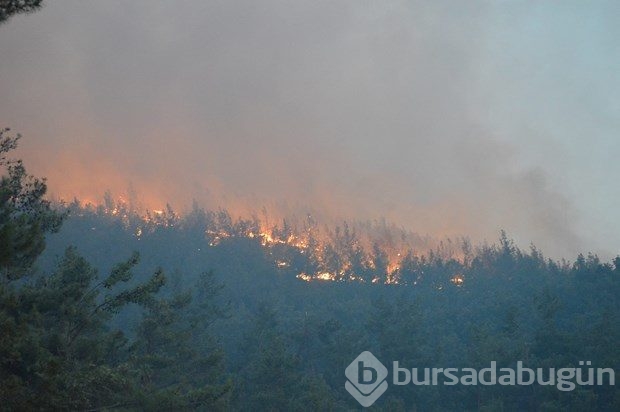 İzmir'de orman yangını