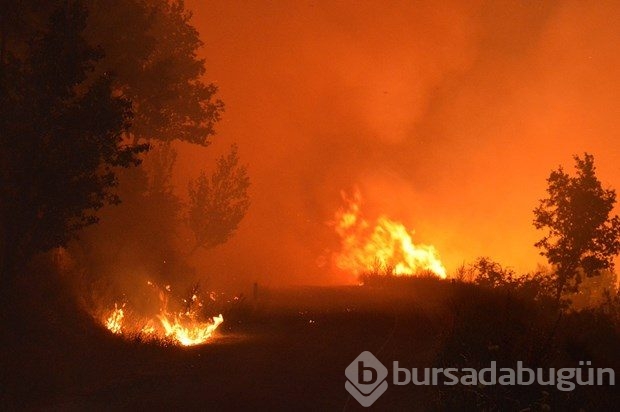 İzmir'de orman yangını
