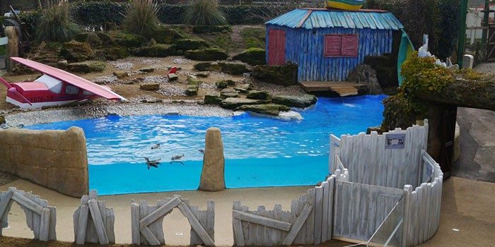 İngiltere'de hayvanat bahçesinde penguenleri katlettiler