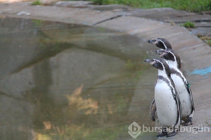 İngiltere'de hayvanat bahçesinde penguenleri katlettiler