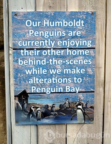 İngiltere'de hayvanat bahçesinde penguenleri katlettiler