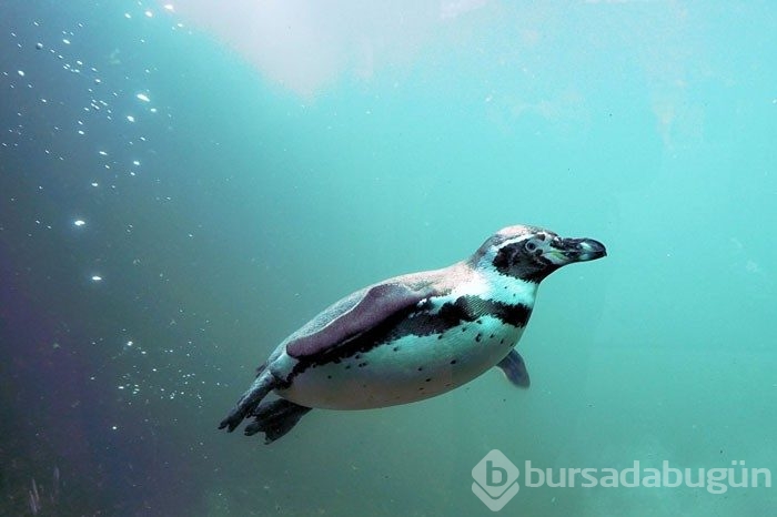 İngiltere'de hayvanat bahçesinde penguenleri katlettiler