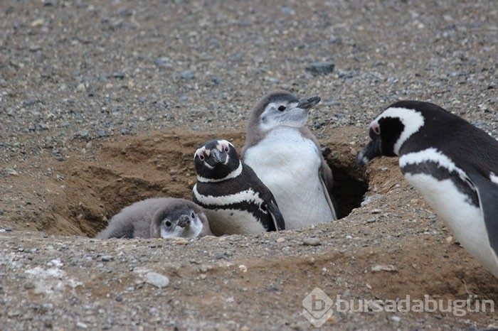 İngiltere'de hayvanat bahçesinde penguenleri katlettiler