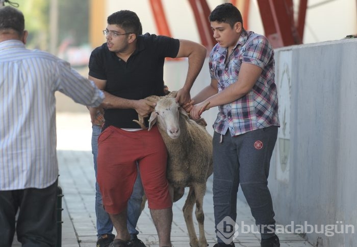 Bursa'dan kurban bayramı manzaraları