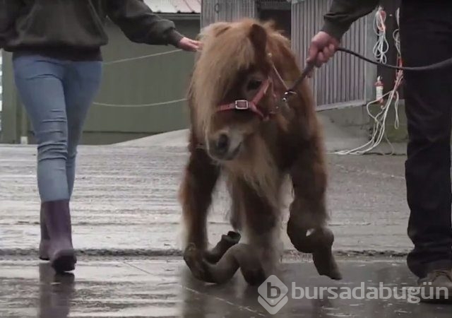 Ölmek üzereyken bulunan midillinin değişimi!
