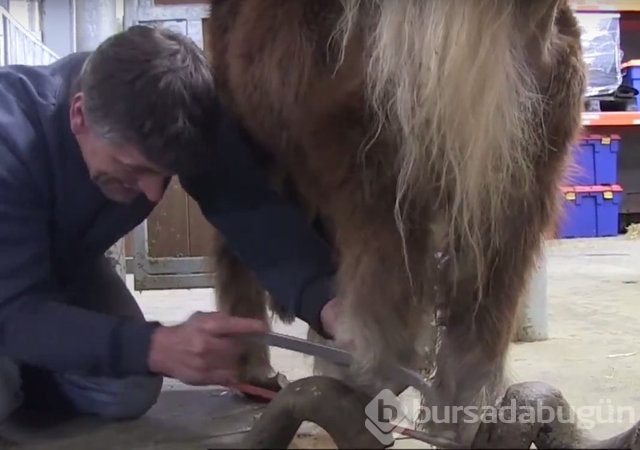 Ölmek üzereyken bulunan midillinin değişimi!
