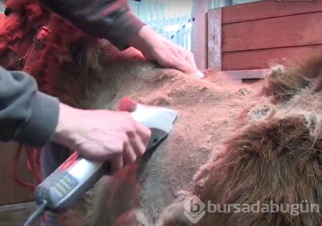 Ölmek üzereyken bulunan midillinin değişimi!
