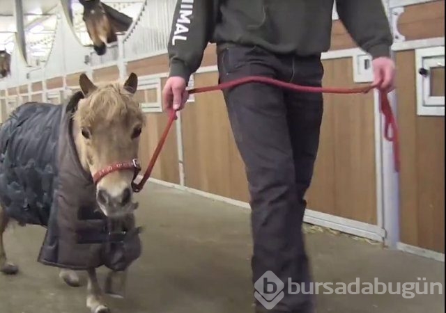 Ölmek üzereyken bulunan midillinin değişimi!
