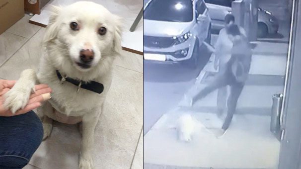 İzmir'deki köpeği tekmeleyen kişi sabıkalı çıktı