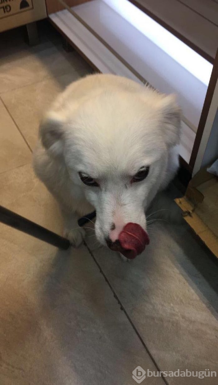İzmir'deki köpeği tekmeleyen kişi sabıkalı çıktı