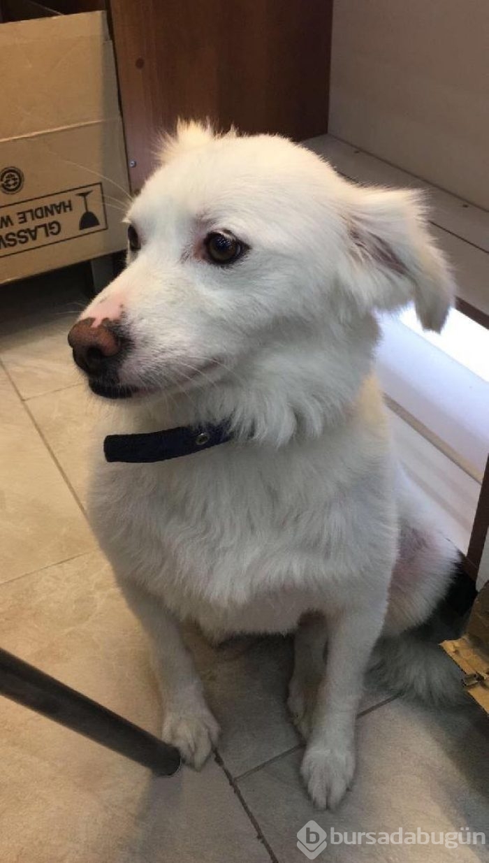 İzmir'deki köpeği tekmeleyen kişi sabıkalı çıktı