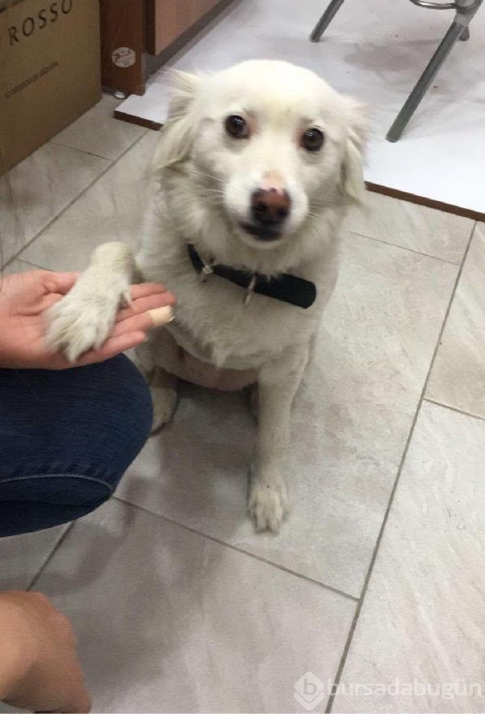 İzmir'deki köpeği tekmeleyen kişi sabıkalı çıktı