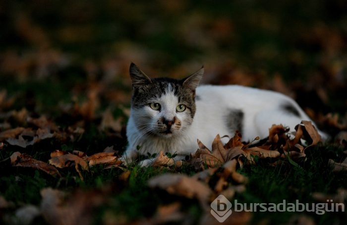 Bursa Kültürpark'ın rengarenk sokak kedileri	