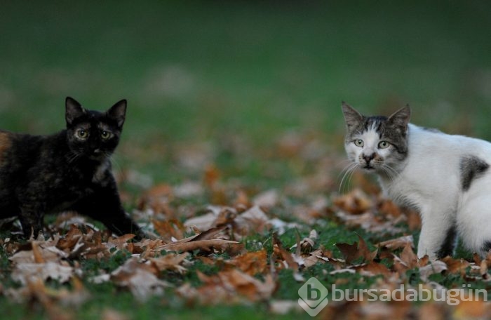 Bursa Kültürpark'ın rengarenk sokak kedileri	