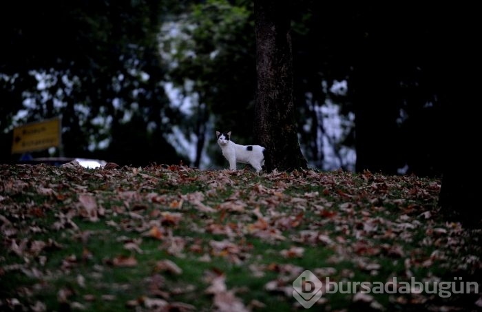 Bursa Kültürpark'ın rengarenk sokak kedileri	