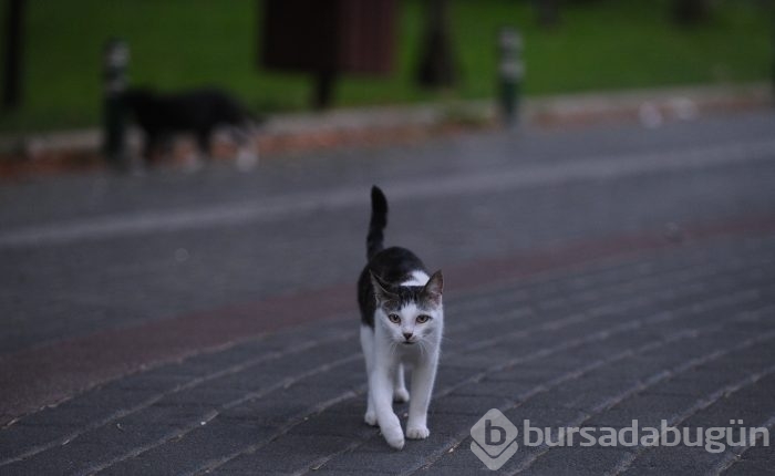 Bursa Kültürpark'ın rengarenk sokak kedileri	