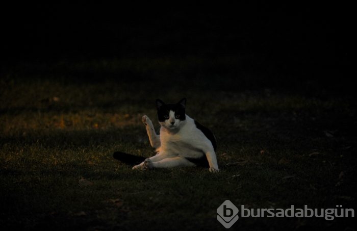 Bursa Kültürpark'ın rengarenk sokak kedileri	