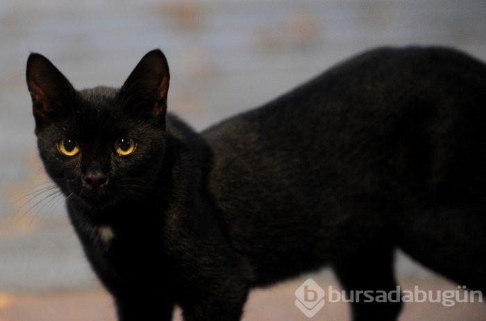 Bursa Kültürpark'ın rengarenk sokak kedileri	