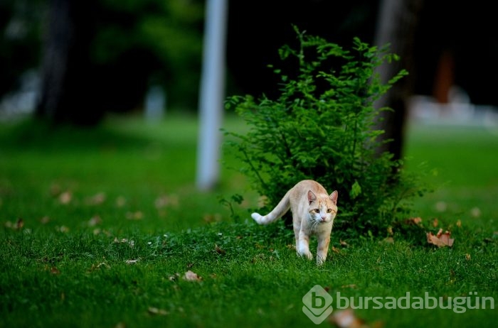 Bursa Kültürpark'ın rengarenk sokak kedileri	