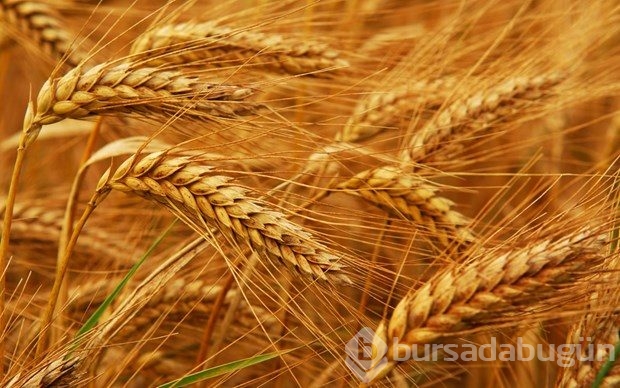 En sağlıklı 49 besin 