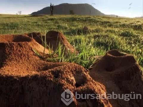 Karınca yuvasını kazdılar!
