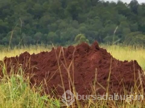 Karınca yuvasını kazdılar!
