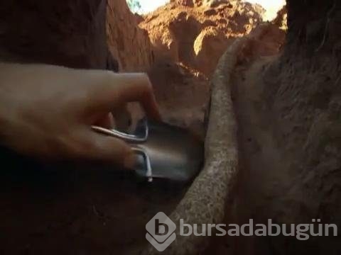 Karınca yuvasını kazdılar!
