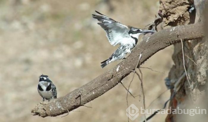 Alaca yalıçapkını Dicle Vadisi'nde görüntülendi