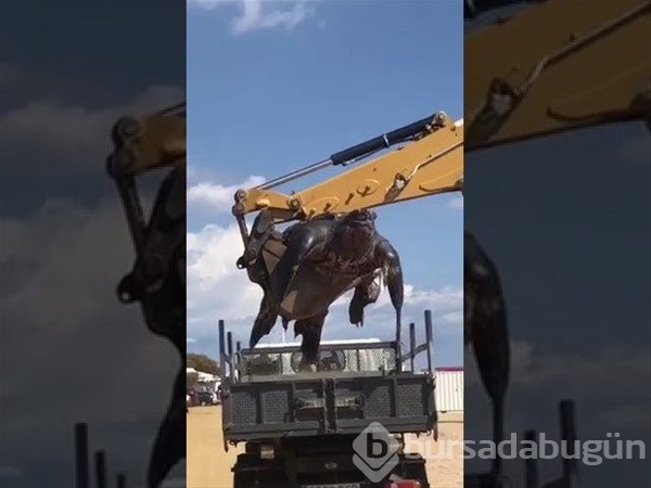 400 kiloluk dev kaplumbağa sahile vurdu